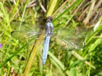 Orthetrum brunneum