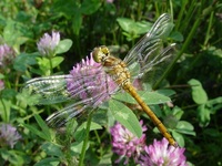 Sympetrum vulgatum - Vagrant Darter