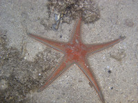 Astropecten aranciacus