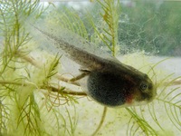 Bombina variegata - Yellow-Bellied Toad