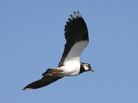 Vanellus vanellus - Lapwing