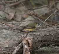 Acanthiza chrysorrhoa - Yellow-rumped Thornbill