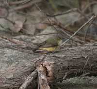 Acanthiza chrysorrhoa - Yellow-rumped Thornbill