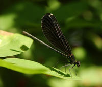 Image of: Calopteryx maculata