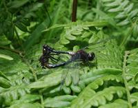 Image of: Leucorrhinia glacialis