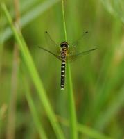 Image of: Nannothemis bella