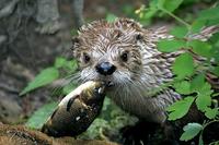 Lontra canadensis - Northern River Otter