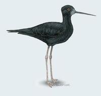 Image of: Himantopus novaezelandiae (black stilt)