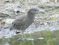 Image of: Nycticorax nycticorax (black-crowned night heron)