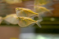 Thoracocharax securis - Giant Hatchetfish