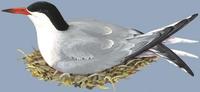 Image of: Sterna hirundo (common tern)