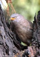 Image of: Turdoides striata (jungle babbler)