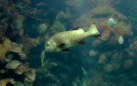 Plectorhinchus albovittatus - Giant Sweetlips