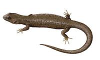 Image of: Gnypetoscincus queenslandiae