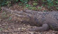 Image of: Tomistoma schlegelii (false gharial)