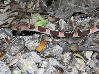 Imantodes tenuissimus
