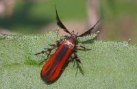 セグロベニトゲアシガ Atkinsonia ignipicta