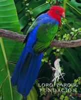 Moluccan King Parrot - Alisterus amboinensis