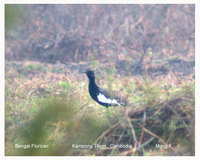 Bengal Florican - Houbaropsis bengalensis