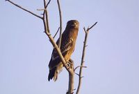 Greater Spotted Eagle - Aquila clanga