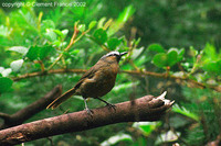 Nilgiri Laughingthrush - Garrulax cachinnans
