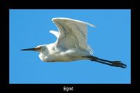 Great Egret