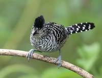 Barred Antshrike (Thamnophilus doliatus) photo