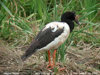 Magpie Goose - Anseranas semipalmata