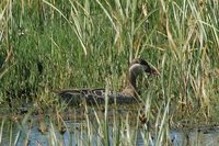 Red-billed Duck - Anas erythrorhyncha