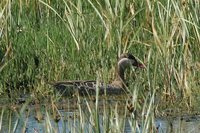 Red-billed Duck - Anas erythrorhyncha