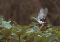 Azure Gallinule (Porphyrula flavirostris) photo