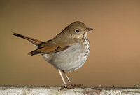 Hermit Thrush (Catharus guttatus) photo