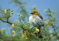 Verdin (Auriparus flaviceps) photo