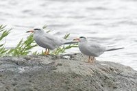 Snowy-crowned Tern - Sterna trudeaui