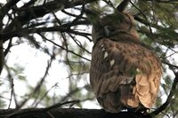 Dusky Eagle-Owl - Bubo coromandus