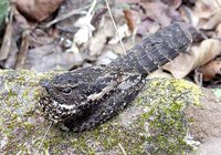 Blackish Nightjar - Caprimulgus nigrescens