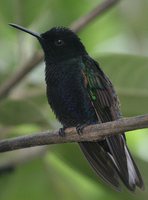 Velvet-purple Coronet - Boissonneaua jardini