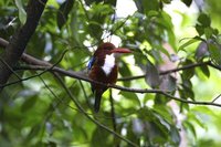 White-throated Kingfisher - Halcyon smyrnensis