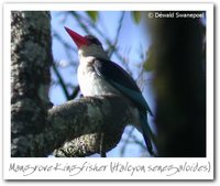 Mangrove Kingfisher - Halcyon senegaloides