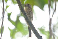 Striolated Puffbird - Nystalus striolatus