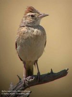 Rufous-naped Lark - Mirafra africana