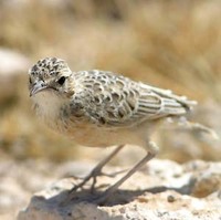 Spike-heeled Lark - Chersomanes albofasciata