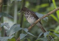 Maranon Thrush - Turdus maranonicus