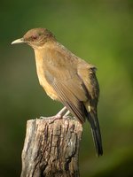 Clay-colored Robin - Turdus grayi