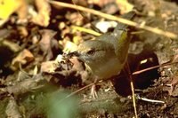 Green-backed Camaroptera - Camaroptera brachyura