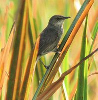 Madagascar Swamp-Warbler - Acrocephalus newtoni