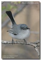 Black-tailed Gnatcatcher - Polioptila melanura