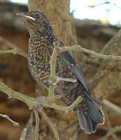 Southern Black-Flycatcher - Melaenornis pammelaina