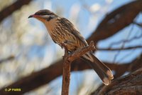 Spiny-cheeked Honeyeater - Acanthagenys rufogularis