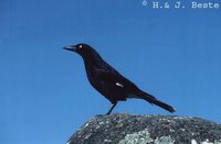 Pied Currawong - Strepera graculina